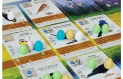 999 Games Wingspan Bordspel 9 999 Games Wingspan Bordspel -OUTDOOR SPEELGOED Winkel 1200x800 11 1